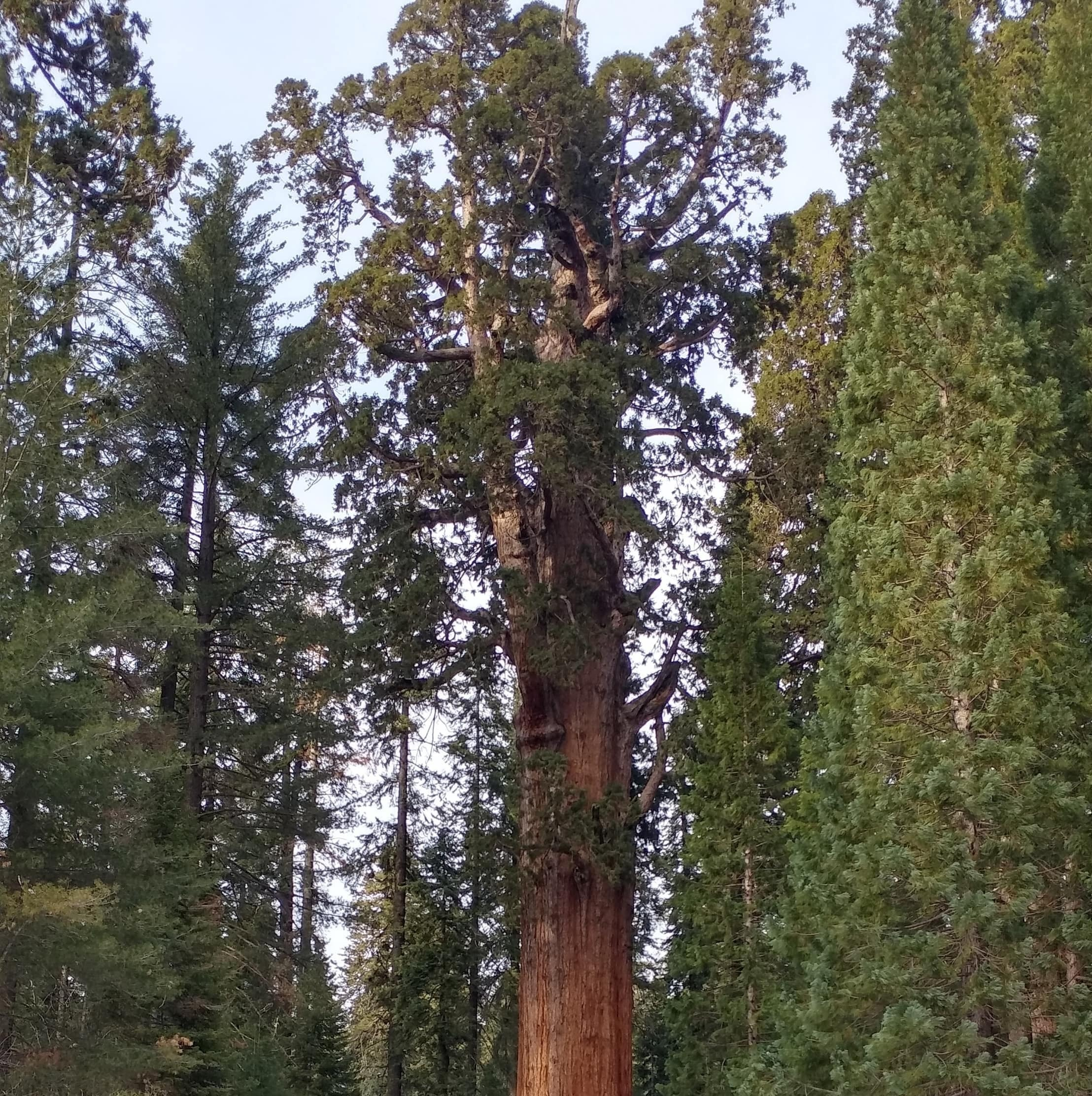 General Sherman photo