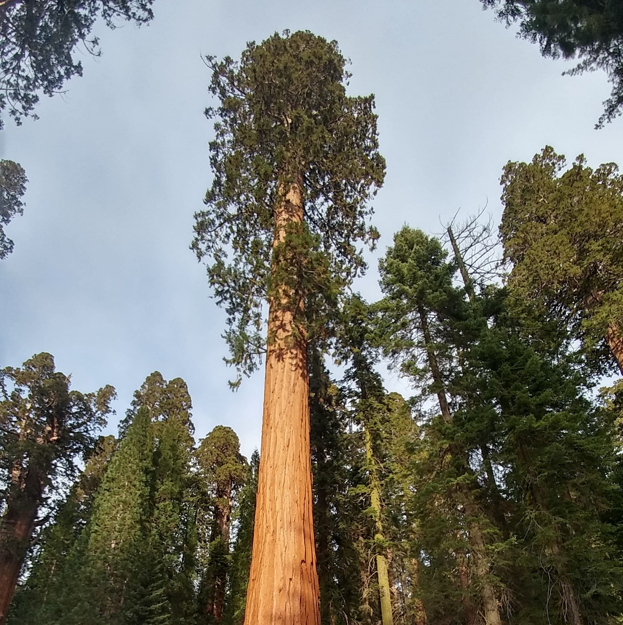 General Sherman photo