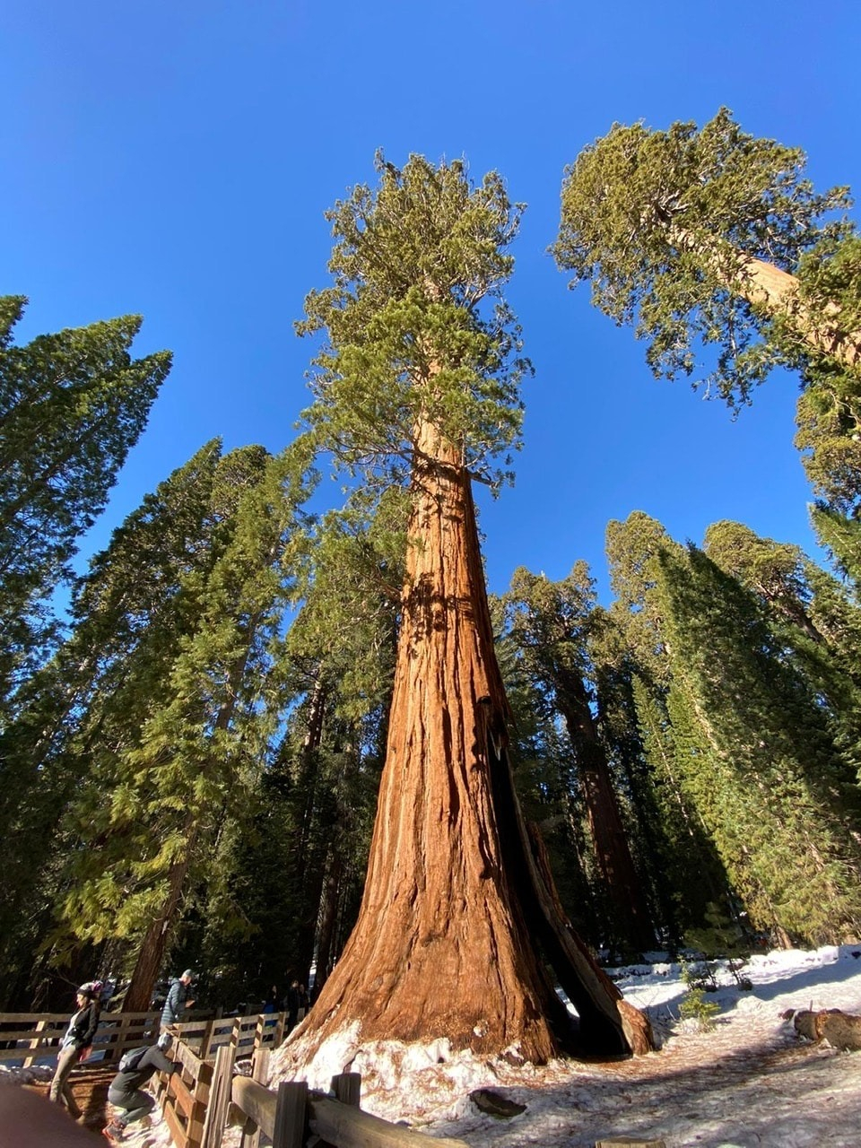 General Sherman photo
